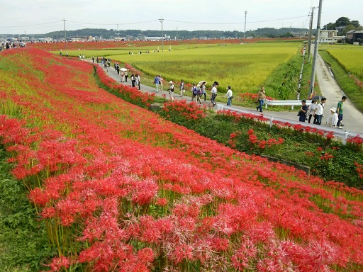 見惚れてしまう