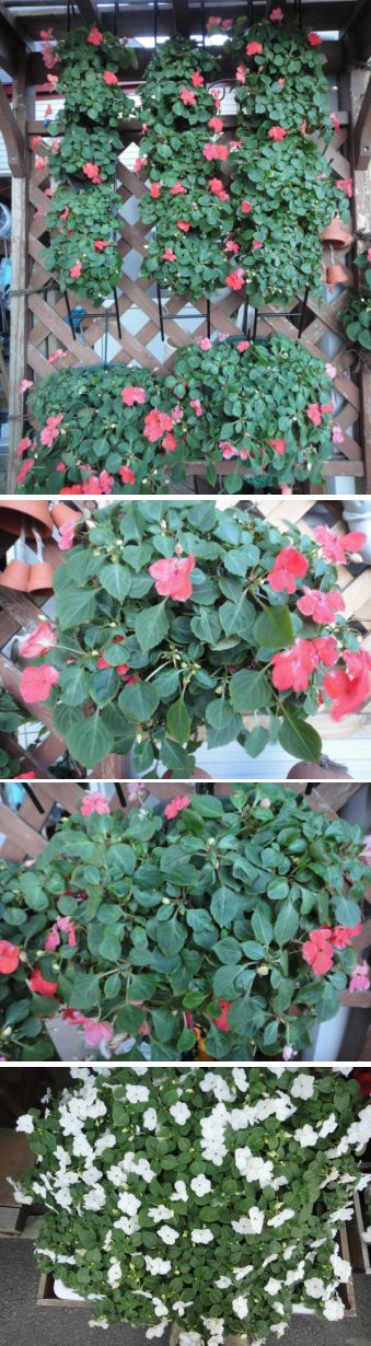 さっぱり咲いてくれないインパチェンス