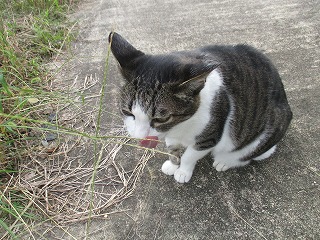 IMG_0265ss.jpg