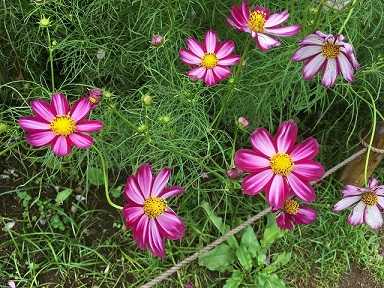 明日はイベントで 昭和記念公園にコスモスの花を見に行こう です ノルディックウォーキングクラブ青梅 楽天ブログ