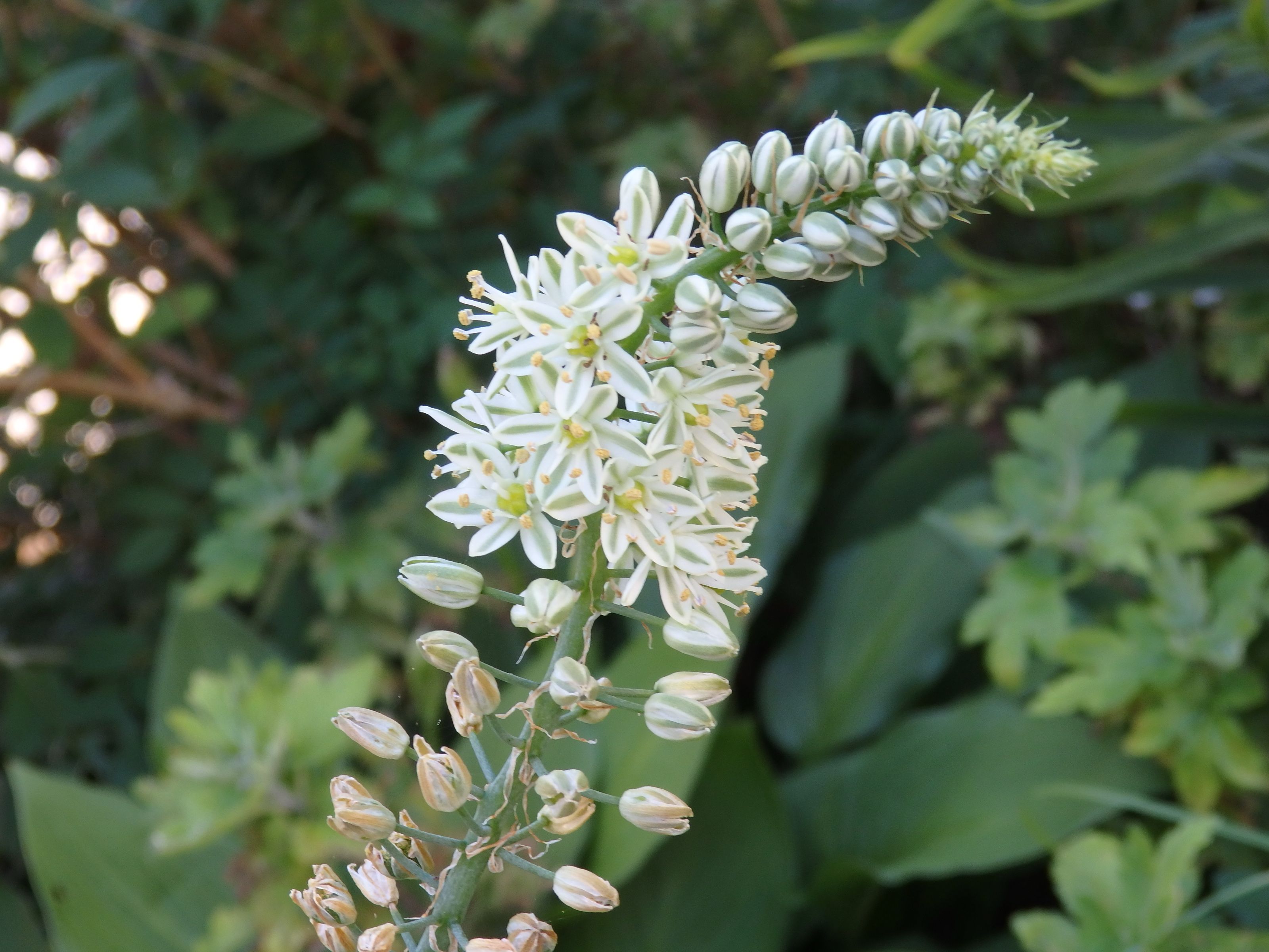 花咲く多肉植物たち Kimi Teaの花日記 楽天ブログ 花咲く多肉植物たち Kimi Teaの花日記 楽天ブログ