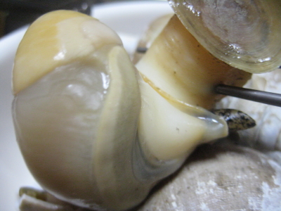 IMG_8500_8.JPG
