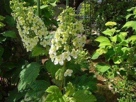 柏葉紫陽花.jpg