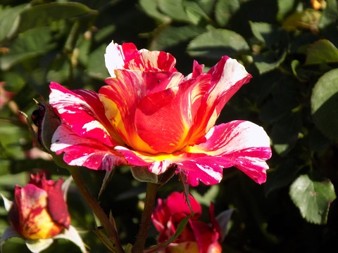DSCN0555.JPG