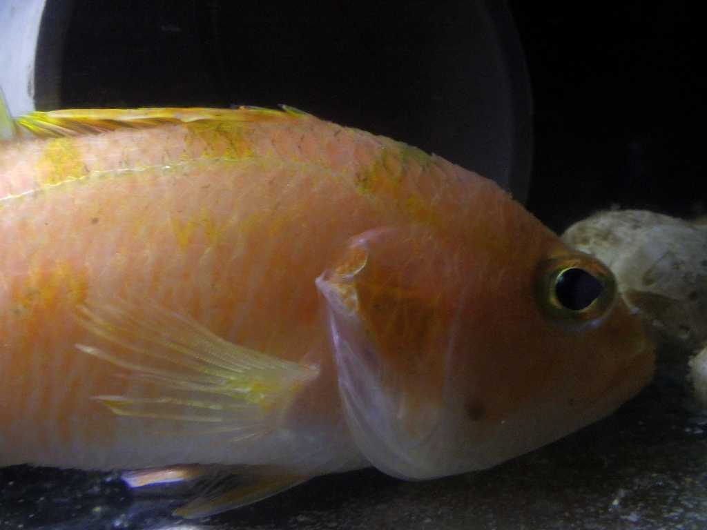 カスミサクラダイ（Plectranthias japonicus）5　深海魚飼育