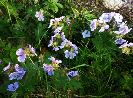 女満別から釧路へ　flower編