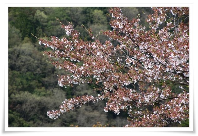 吉野山-25 残った桜 16.4.12