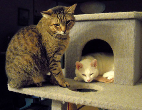 cat tower