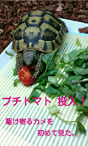 rblog-20151010104701-03.jpg