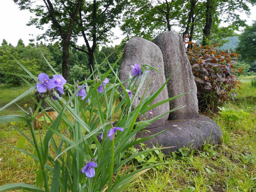 ムラサキツユクサ エゴノキの花 雨の中の花とお地蔵様 紫陽花はまだですね 川崎町の石んこ日記 石んこ地蔵とともに 楽天ブログ