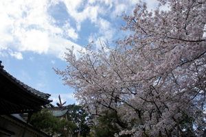 豊橋の桜