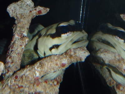 Opistognathus latitabundus（Blotched Jawfish）10