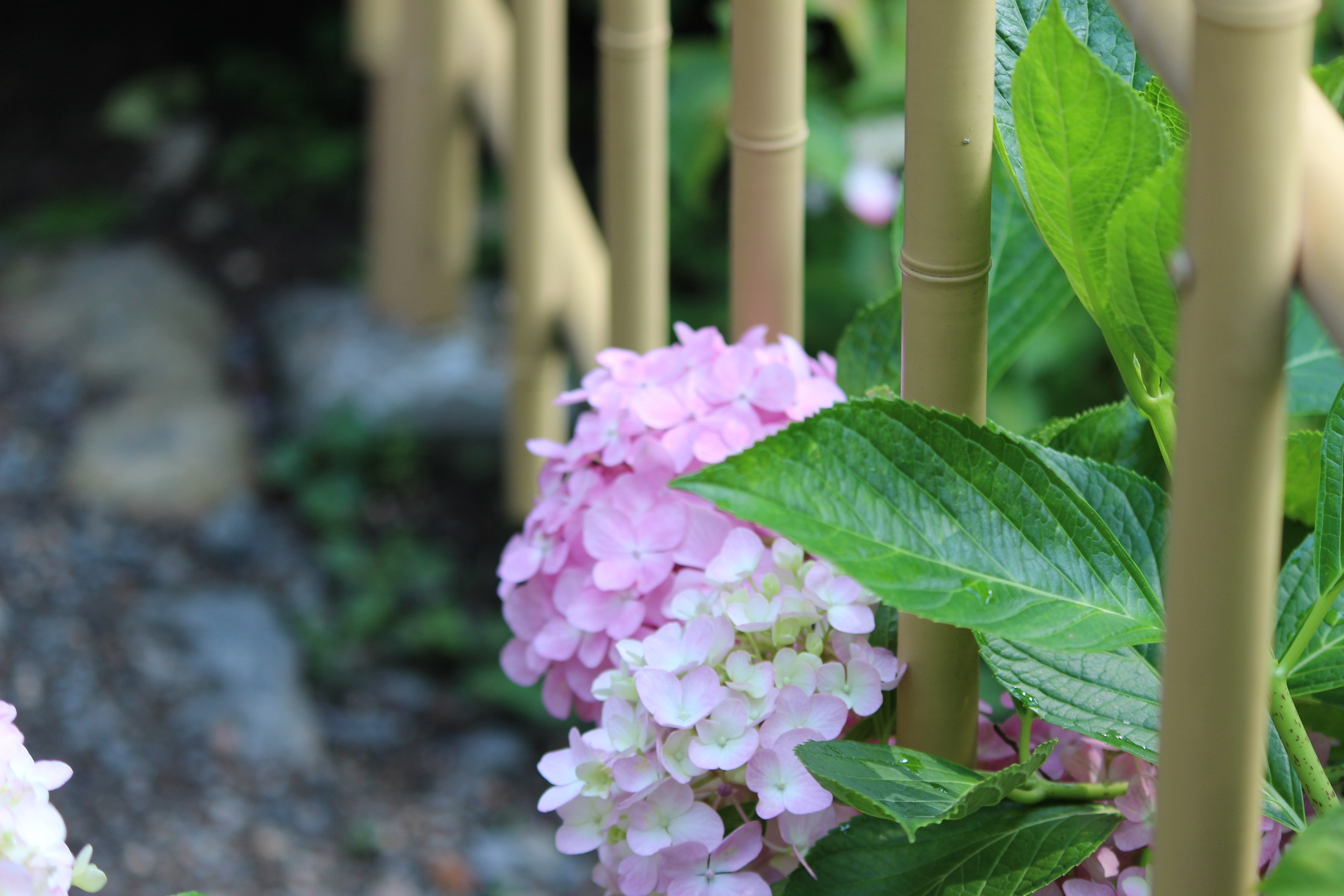 三室戸寺足元の紫陽花