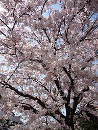 牛窓桜.jpg