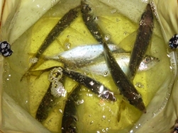 3日アジ (2)
