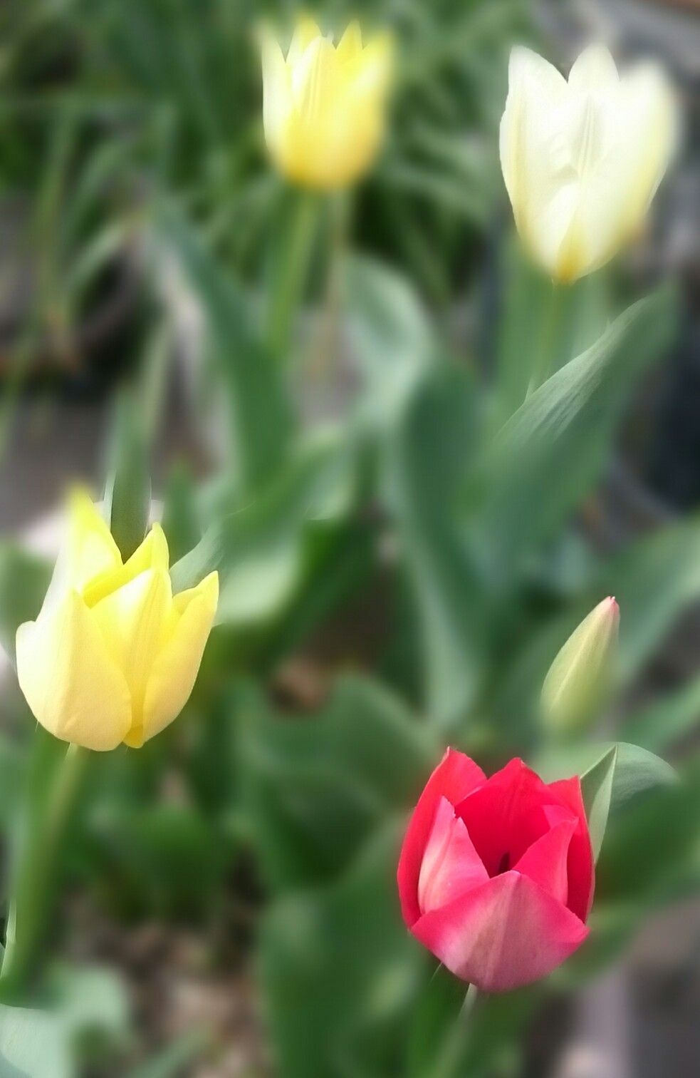 童謡の歌詞通りの花が咲き始めました Bright Moments Day By Day 楽天ブログ