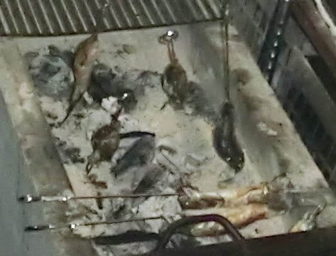 a1