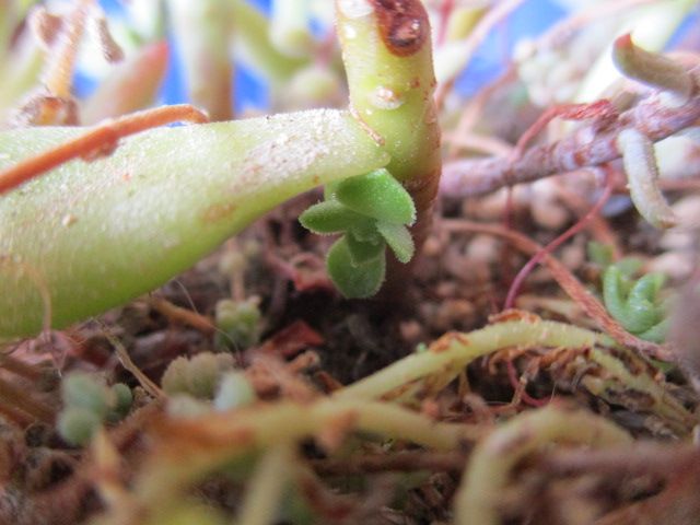 多肉に脇芽が出ました 園芸備忘録 楽天ブログ