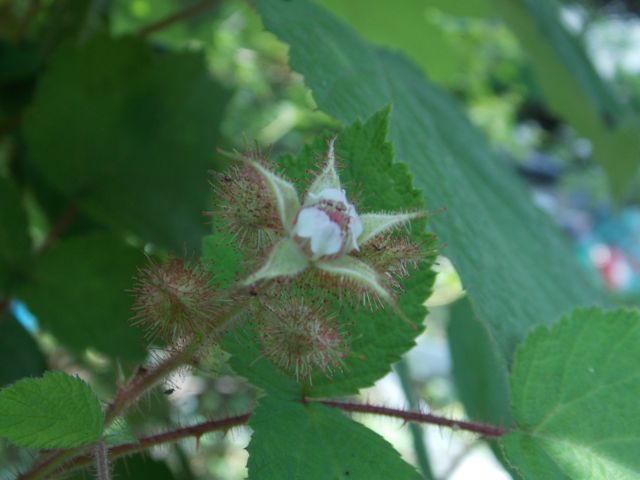 DSCN0778.jpg