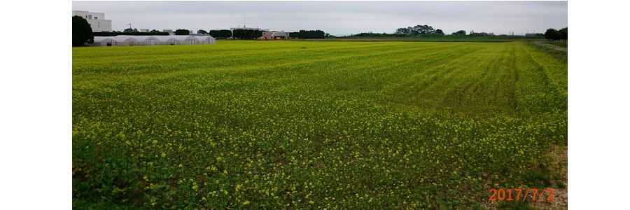 一面の菜の花畑.jpg