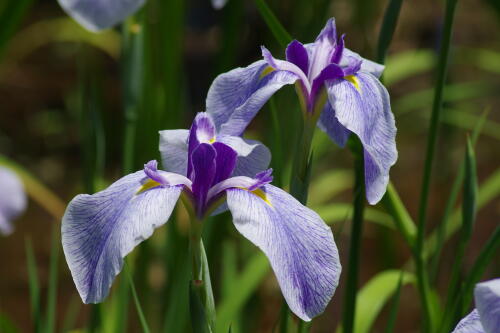 花菖蒲