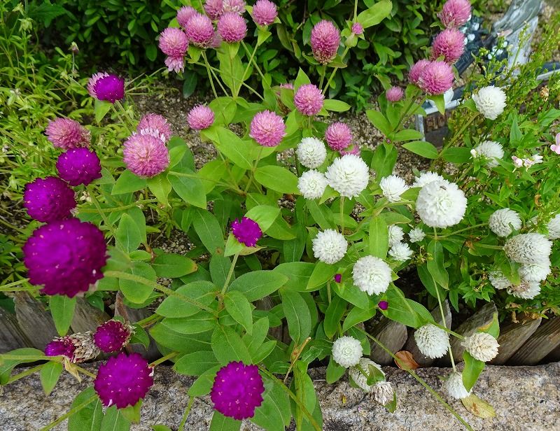 7月24日 今日の一花 その２ センニチコウ 千日紅 Gazengamaのブログ 散歩中に出合った花と趣味の陶芸作品 楽天ブログ