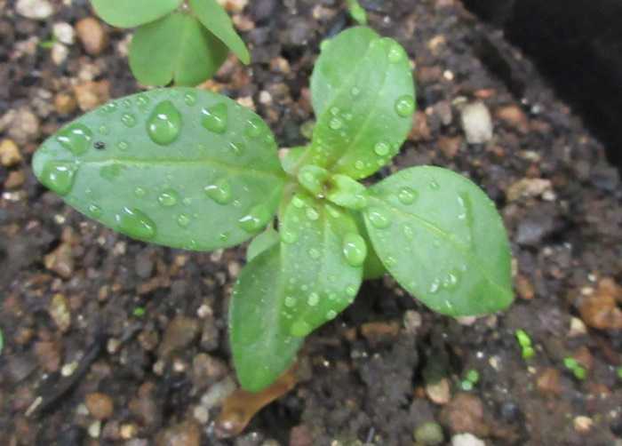 多年草のアンゲロニアの冬越えをさせよう 種まきが発芽 狭い庭を花いっぱいにする育て方 楽天ブログ