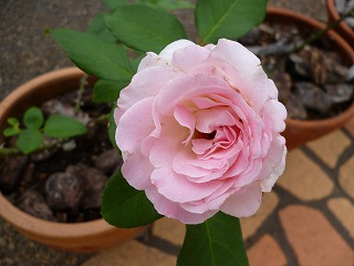 P1060850ss.jpg