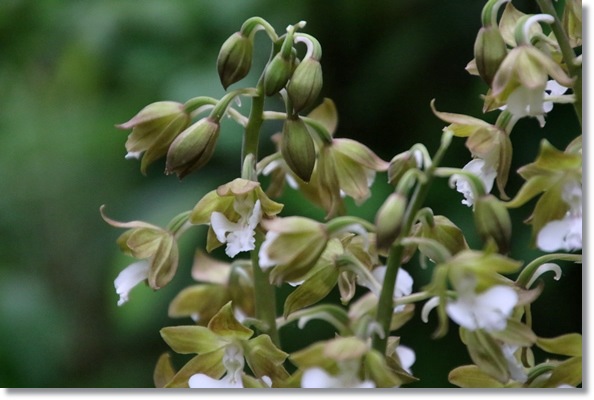 実家の庭-12 エビネ-2 16.4.25