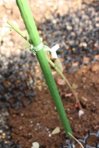 2014112502.JPG