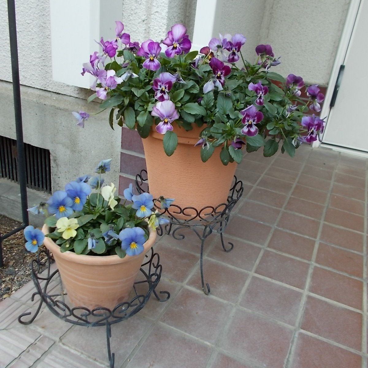 ビオラの花がらを摘みました バラを咲かせることが好き 楽天ブログ