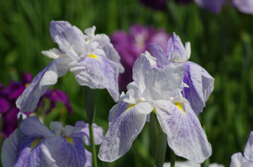 堀切菖蒲園の花菖蒲