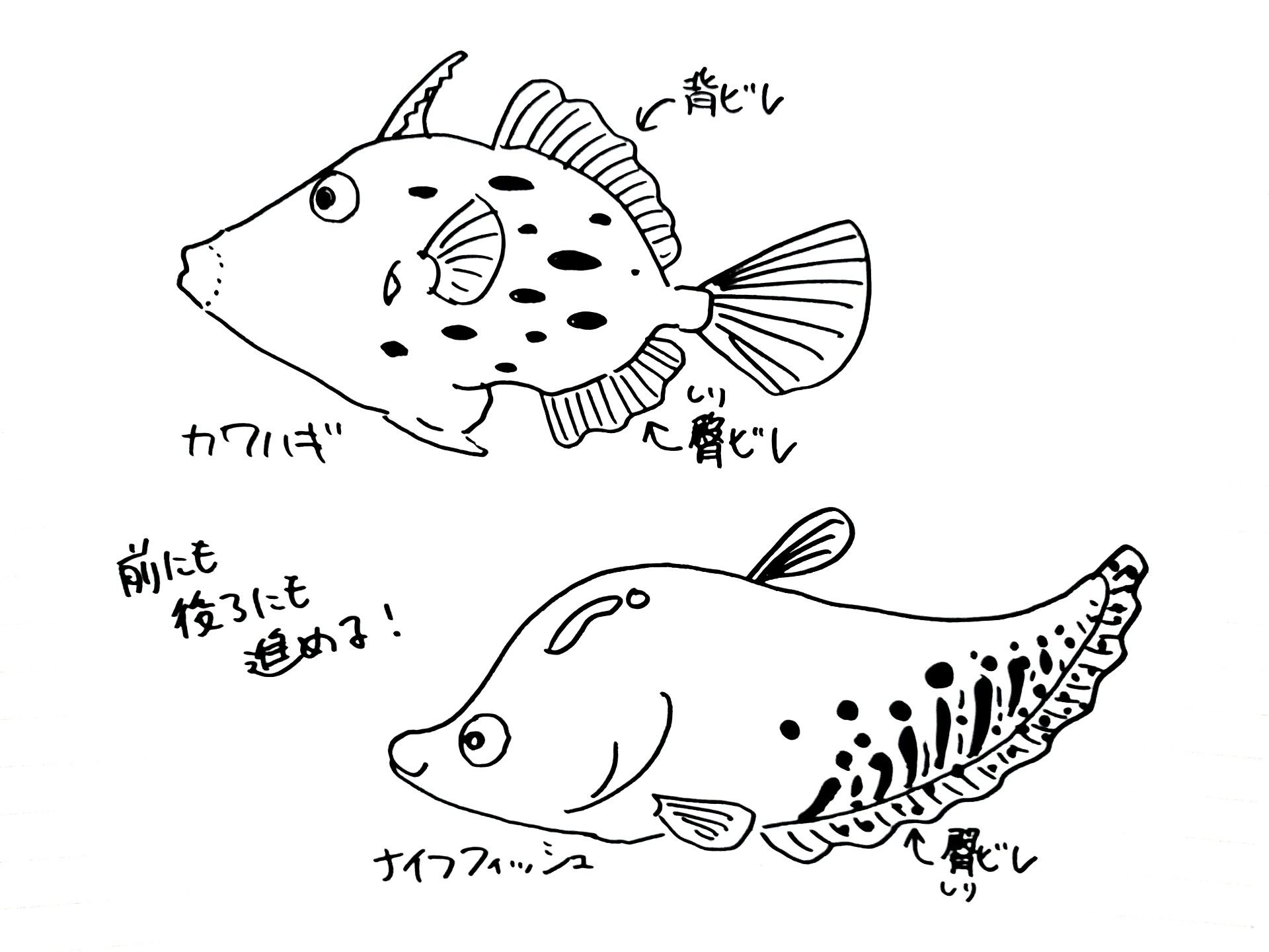 魚のお話 魚と日常ブログ 楽天ブログ