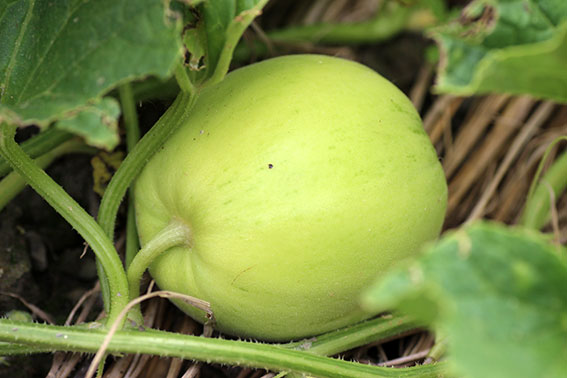 我が家の野菜畑-02♪