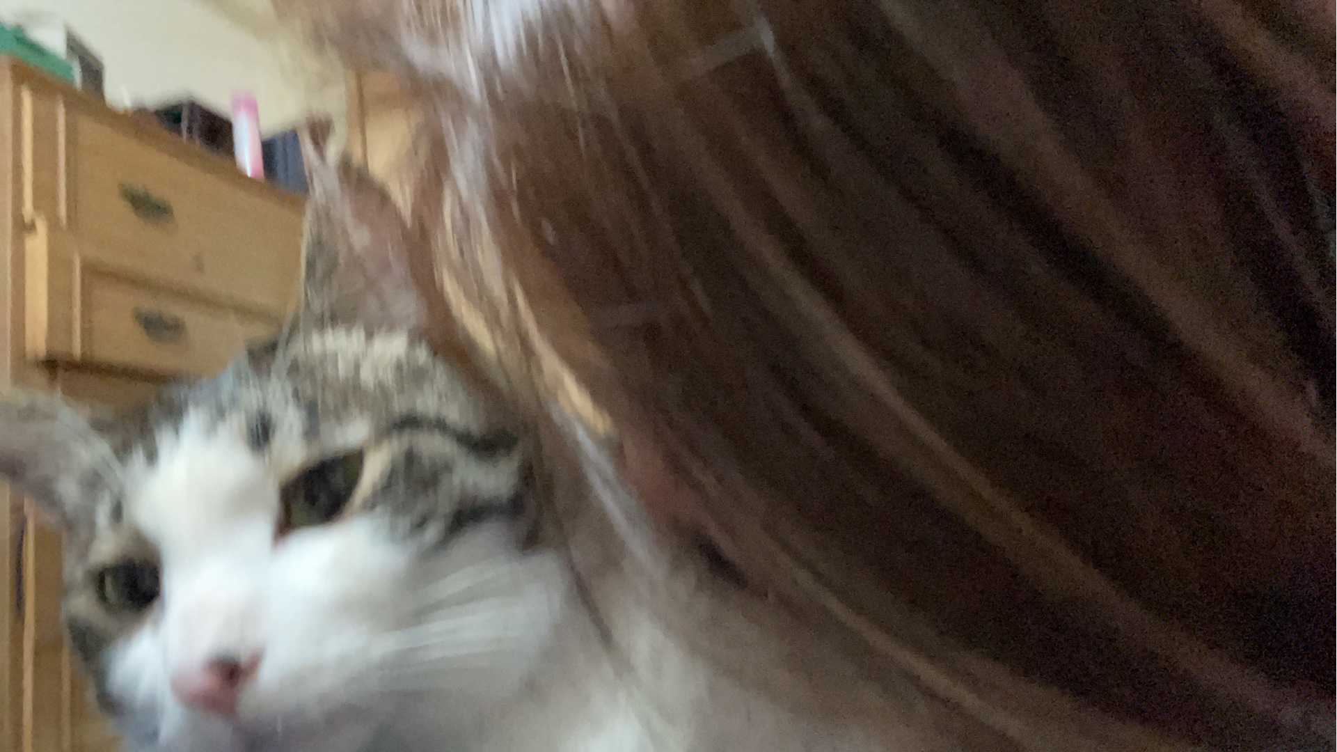 猫を好きになったら猫グッズも好きになった えりぴっぴ のブログ 楽天ブログ