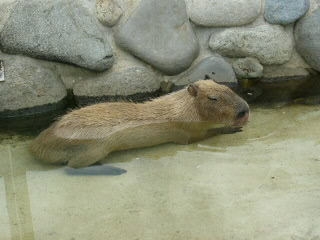 P1000407 - コピー.JPG