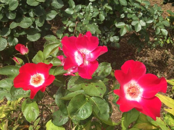 rblog-20150509000557-00.jpg