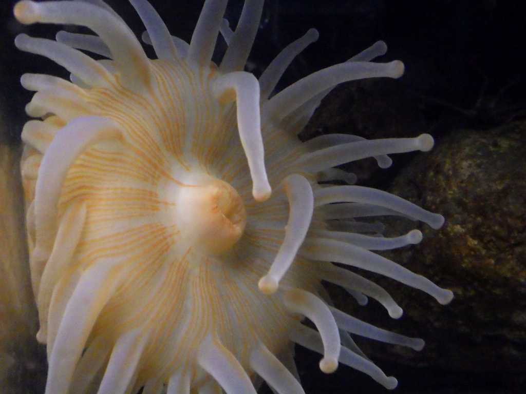 ドフラインイソギンチャク（Exocoelactis actinostoloides）2　深海性イソギンチャク　熊野灘産