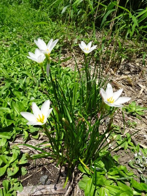 白い花 あんず の ブログ 楽天ブログ