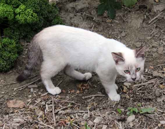 我が家のニャンコ♪2013/7/25-2