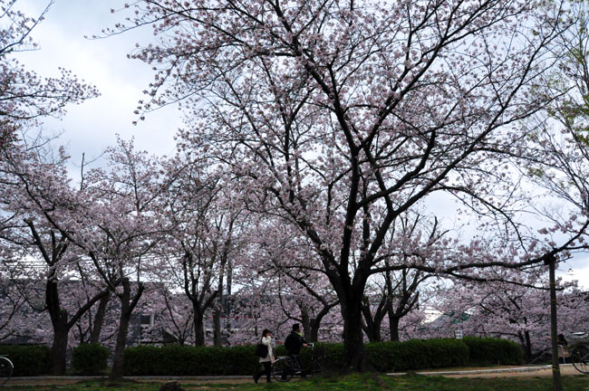 桜１