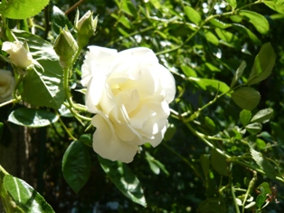 b53.jpg