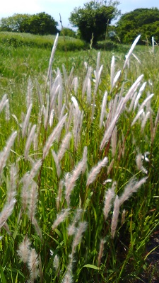 ふさふさした花