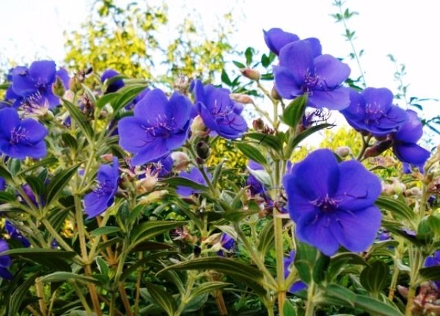 紫紺野牡丹の花 花と蕎麦とリハビリと 楽天ブログ