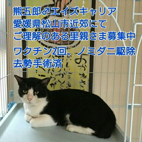 愛媛県松山市近郊にてエイズキャリア猫の里親募集中 Pepomamaの独り言ーpepomama個人のブログですー 楽天ブログ