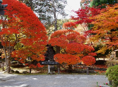 DSC_3018-1.JPG