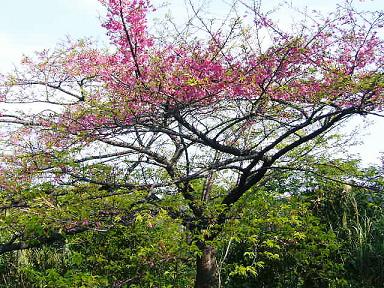 葉桜