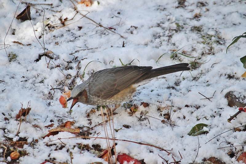 IMG_1703 (800x533).jpg