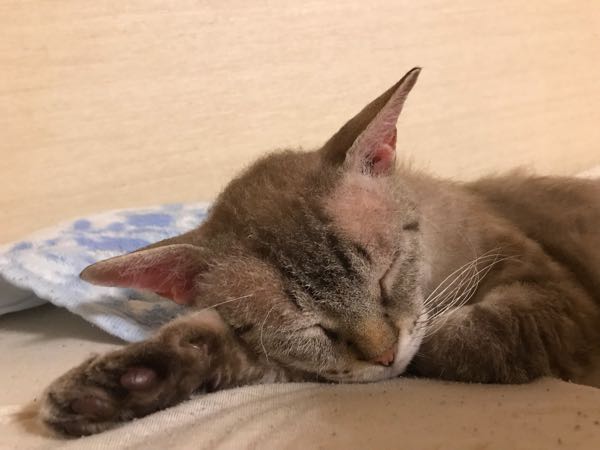 rblog-20180903005806-01.jpg