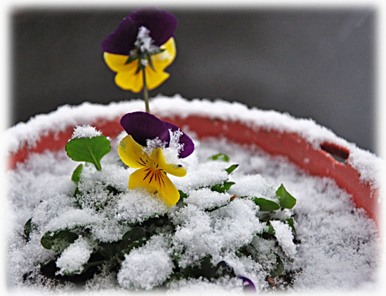 雪４